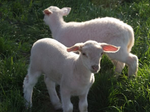 twin lambs