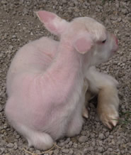 4 day old hair ewe lamb