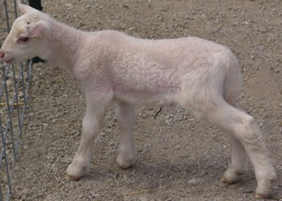 white dorper katahdin ewe lamb