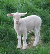 dorper katahdin lamb