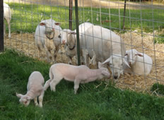 hair sheep lambs