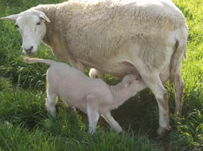 registered katahdin ewe and lamb