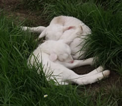 twin dorper katahdin lambs