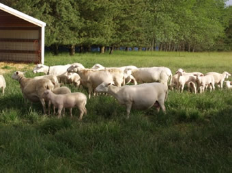 hair herd chewing