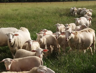 hair herd coming to the barn