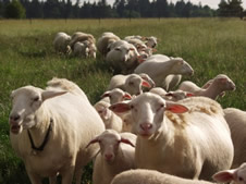 hair herd shedding off