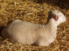 hair lamb on straw