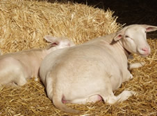 ewe with ewe lambs