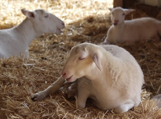 white coat hair lambs