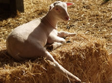 hair ewe lamb on straw bale