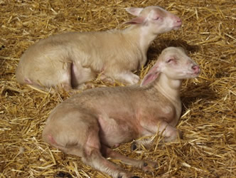 golden hair lambs