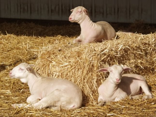 three hair lambs