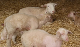 ewe with lambs