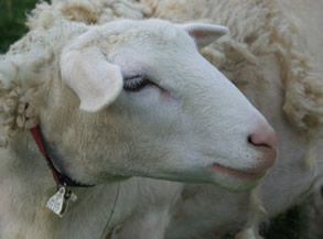 white dorper katahdin ewe