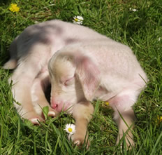 4 day old hair lamb