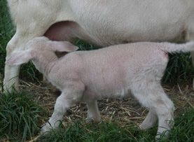 hair lamb nursing