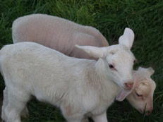 dorper katahdin lambs