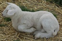 hair lamb whtie dorper katahdin 