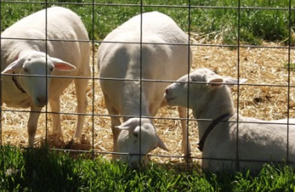 yearling  hair ewes