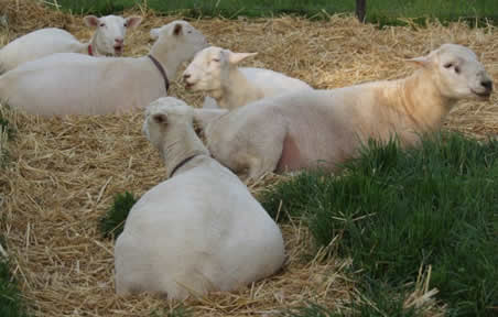 yearling ewes with ram 