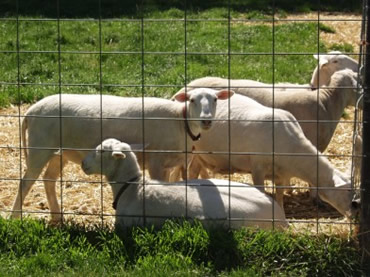 4 yearling ewes and hair ram