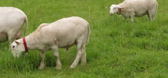 white dorper katahdin ram lamb lustrous coat