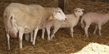 10 yr hair ewe with twins