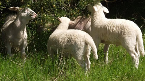 hair lambs foraging