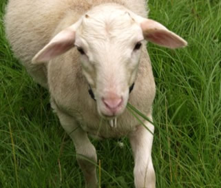 white dorper katahdin ram lamb eating grass
