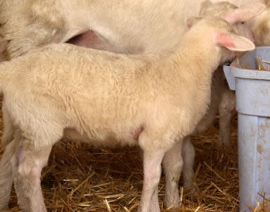 hair lamb with gorgeous lustrous coat