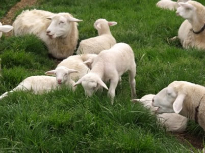 hair sheep with lambs chewing