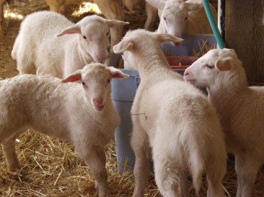 white dorper katahdin lambs eating loose mineral