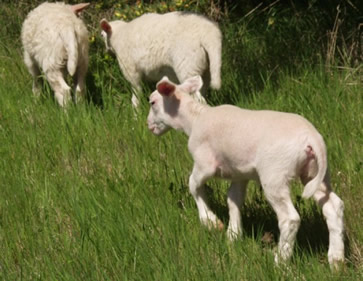 lustrous coat 1 mo ewe lamb