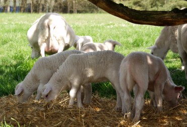 hair lambs under tree playing