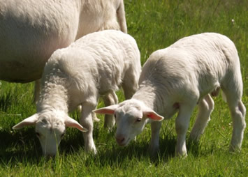 white dorper ram twins 1 mo