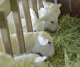 practicing good manners at the trough