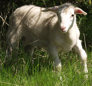 heavier ram lamb 1 mo