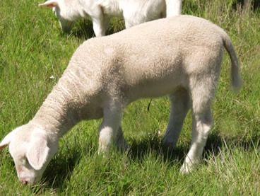 ewe lamb grazing 1 mo