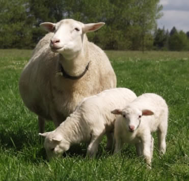 katahdin white dorper  ewe grazing with lambs
