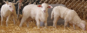hair lambs in the straw