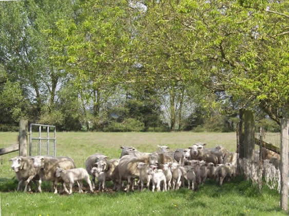 katahdin white dorper 2014 lambs and ewes
