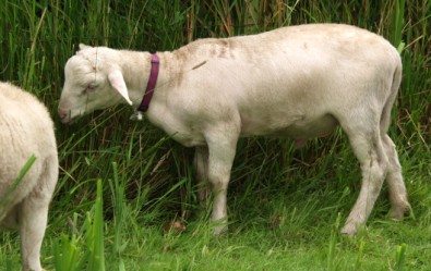 white dorper katahdin ram lamb