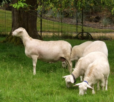 white dorper katahdin lustrous ewe with lambs