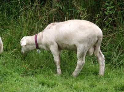 white dorper katahdin ram lamb