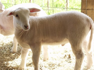 lustrous coat hair ram lamb 1 mo