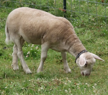mohawk ewe lamb 2 months