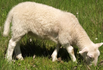 white dorper hair ewe