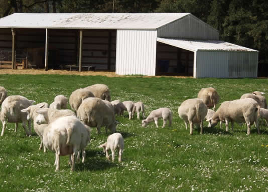hair sheep grazing pasture with lambs