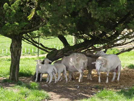 white dorper katahdin ewes scratching off their coats
