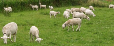 white dorper katahdin ewes lambs grazing